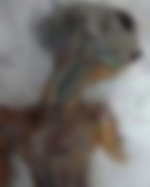 Body of the alien that was discovered in Siberia (censored). Original image can be accessed here