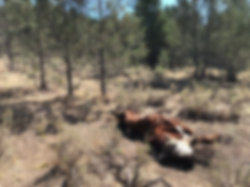 The crumpled carcass of a bull lies on U.S. Forest Service ground. It was among several killed and mutilated this summer in eastern Oregon. Original image can be found here.